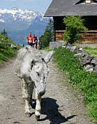 Liechtenstein Marathon 2005