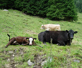 Vom Montafon Arlberg Marathon 2005