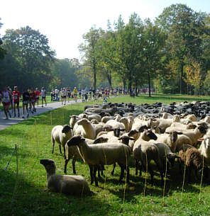 Vom Mnchen - Marathon 2005