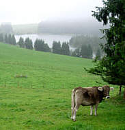 Vom Voralpenmarathon Kempten 2005