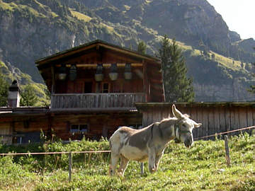 Jungfrau Marathon 2006