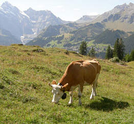 Jungfrau Marathon 2006