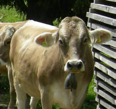 Liechtenstein Marathon 2006