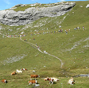 Jungfrau Marathon 2007