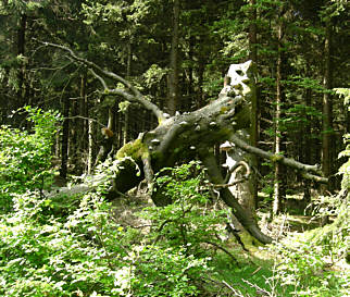 Rennsteig - Supermarathon am 19.5.2007