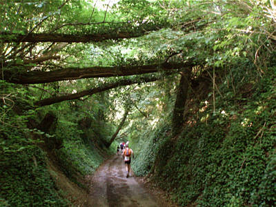 Fidelitas Nachtlauf 2008