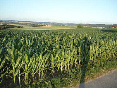 Fidelitas Nachtlauf 2008