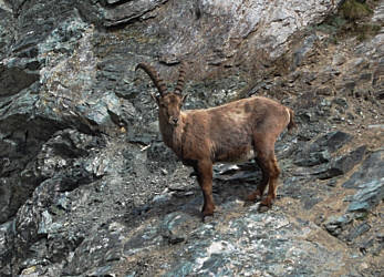 Zermatt - Marathon 2008