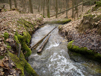 Kellerwald Crosslauf 2009