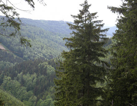 Rennsteig Supermarathon 2009