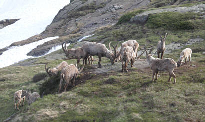 Zermatt Marathon 2009