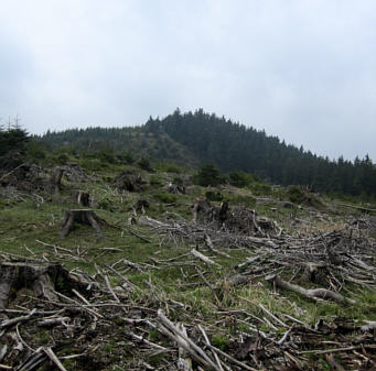 Rennsteiglauf 2010