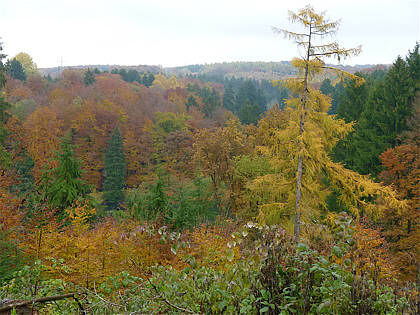 Rntgenlauf 2010