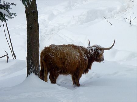 Winterlaufen