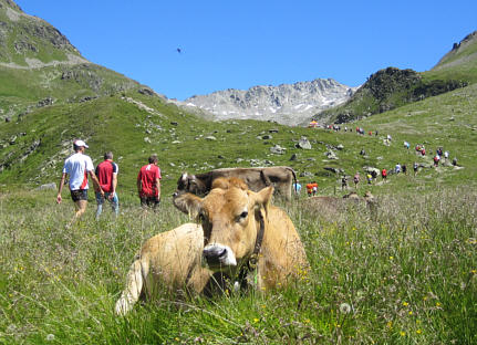 Swiss Alpine Marathon 2010