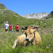 Swiss Alpine Marathon 2010