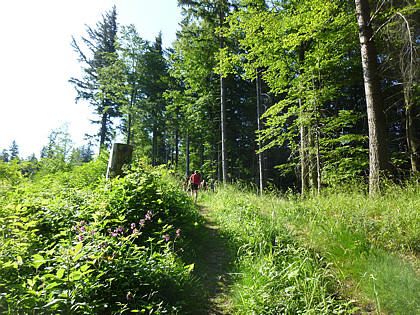 Black Forest Trailrun 2011