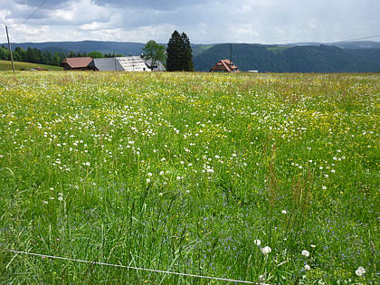 Black Forest Trailrun 2011