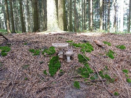 Panoramatour Schsische Schweiz