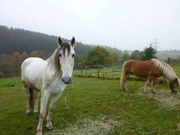 Rntgenlauf 2011