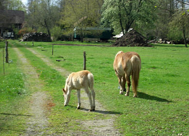 Spreewald Marathon 2011