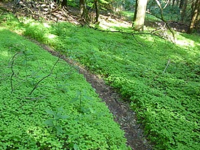 Keufelskopf Ultra 2012