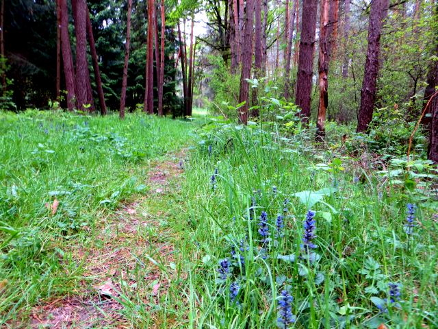 Mittelfrnkischen Orientierungsultralauf vom 03.05 - 04.05.2014