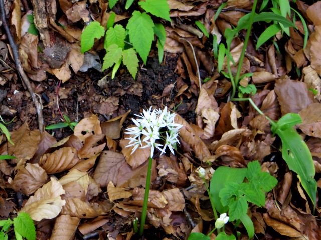 Mittelfrnkischen Orientierungsultralauf vom 03.05 - 04.05.2014