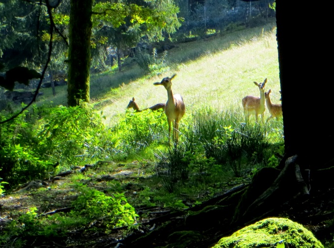 Joggingtour am 18.09.2014 im Bayerischen Wald von Unterried ber Mais nach Frath