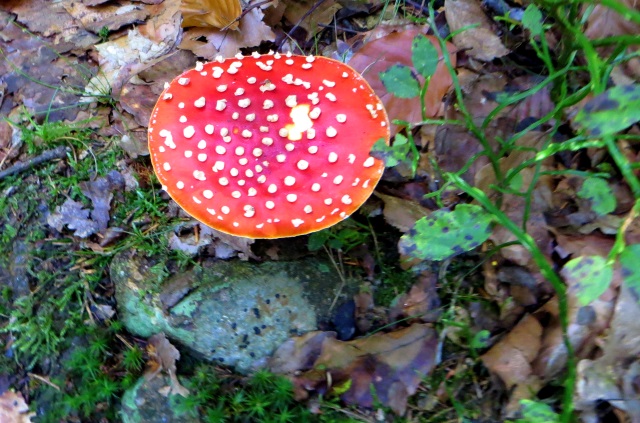 Joggingtour am 18.09.2014 im Bayerischen Wald von Unterried ber Mais nach Frath