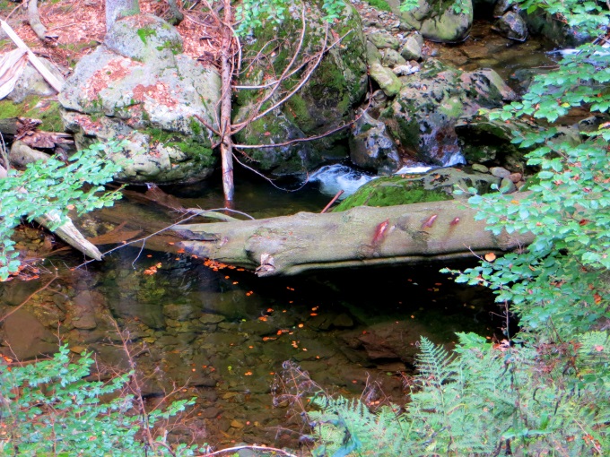 Joggingtour am 18.09.2014 im Bayerischen Wald von Bodenmais zum Arber