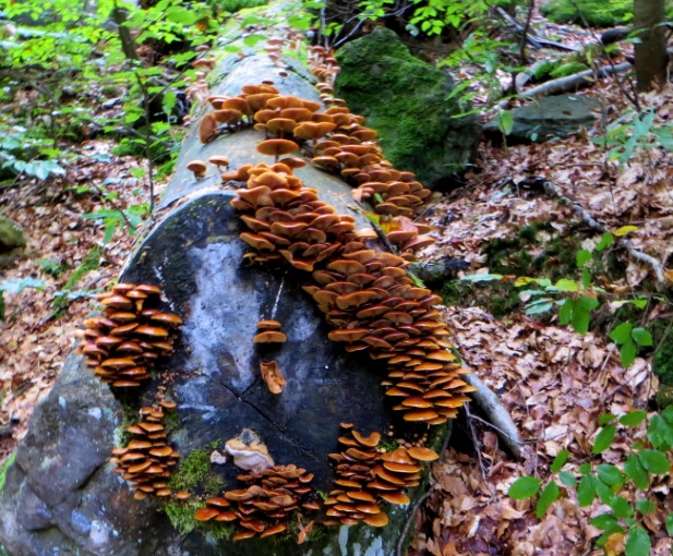 Joggingtour am 18.09.2014 im Bayerischen Wald von Bodenmais zum Arber