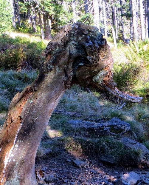 Joggingtour am 18.09.2014 im Bayerischen Wald von Bodenmais zum Arber