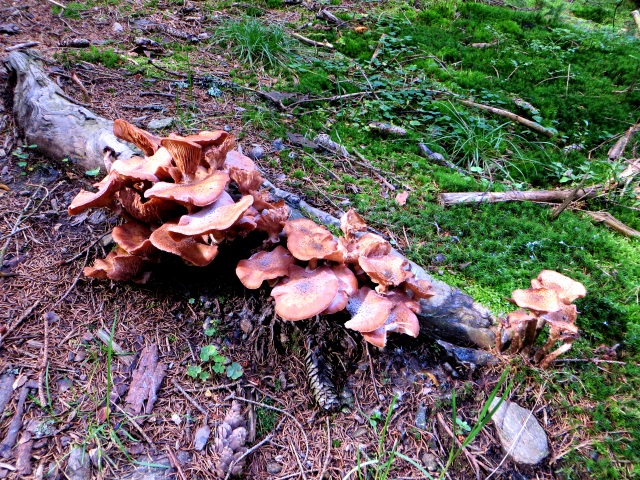 Joggingtour am 18.09.2014 im Bayerischen Wald von Unterried ber Mais nach Frath