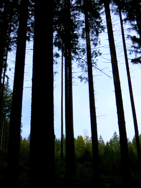 Joggingtour am 18.09.2014 im Bayerischen Wald von Unterried ber Mais nach Frath