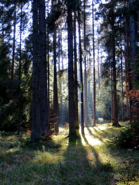 Joggingtour zwischen Behringersmhle, Brenschlucht und Gweinstein