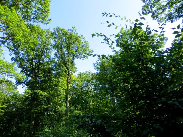 Joggingtour durch die Hassberge von Ebern nach Baunach am 05.08.2015