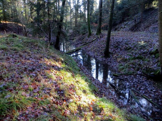 Geburtstagslauf in den Forchheimer Wldern