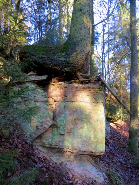 Geburtstagslauf in den Forchheimer Wldern