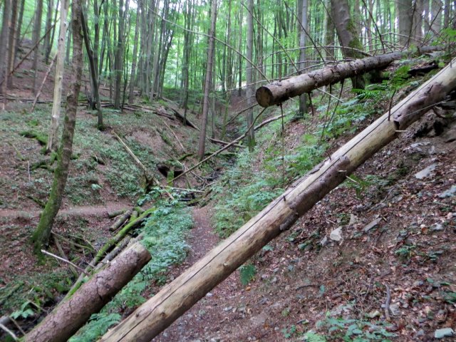 Joggingtour durchs Steinachtal und Frankenwald am 15.08.2015