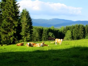 BOL6 - Niederbayerischer Orientierungslauf vom 08.06. - 11.06.2016