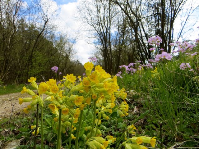 BuOLTL7 Joggingtour von Buttenheim nach Forchheim am 29.04.2016