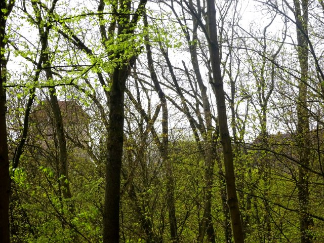 Bundesorientierungslauf 1 - Etappe 2