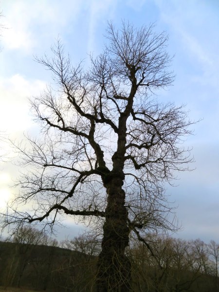 Lauf zu den Silberreihern am 24.01.2018