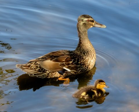 Stockente mit Nachwuchs