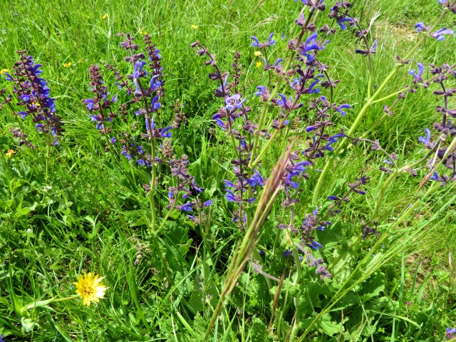 Joggingtour Tag des Wanderns 2019 von Buttenheim nach Forchheim 