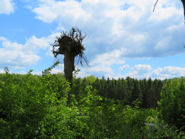 Joggingtour Tag des Wanderns 2019 von Buttenheim nach Forchheim 