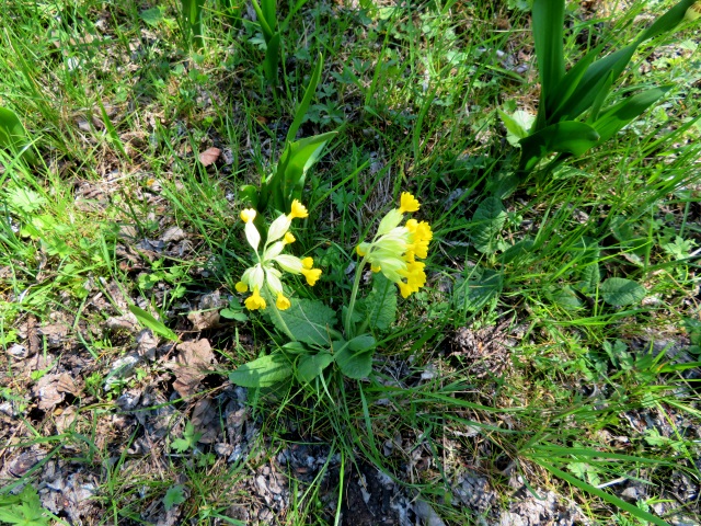 Lauf durch die sdlichen Hassberge am 21.04.2019