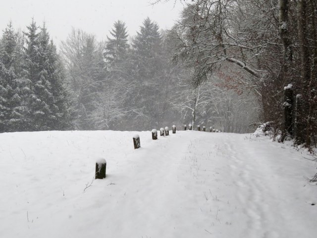 Schneelauf am 11.01.2019 in Forchheim