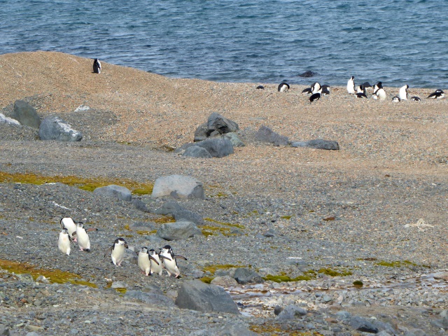 King George Island (KGI) Antarktis Marathon 2020